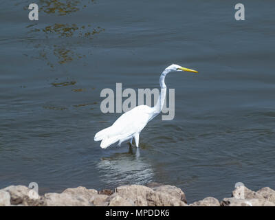 Aigrette blanche Banque D'Images