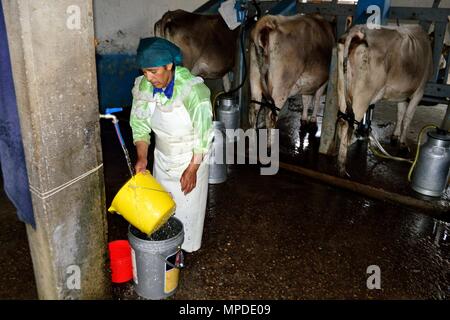 Vache de la traite dans la région de GRANJA PORCON - coopérative évangélique - département de Cajamarca au Pérou. Banque D'Images