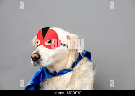 Golden retriever blanc avec un masque de héros rouge et bleu azur contre un arrière-plan transparent gris Banque D'Images