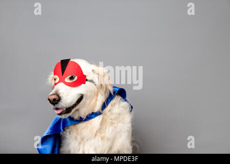 Golden retriever blanc avec un masque de héros rouge et bleu azur contre un arrière-plan transparent gris Banque D'Images