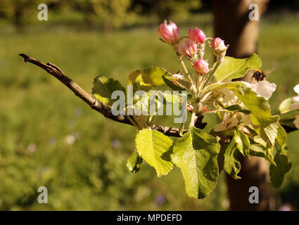 Apple Blossom rose sur un arbre au printemps Banque D'Images