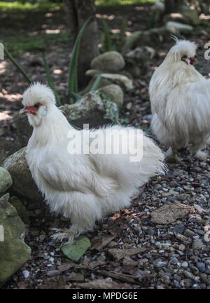 Les jeunes coqs poulet Silkie avec plumes blanc moelleux en liberté dans un jardin Banque D'Images