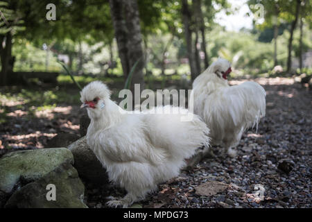 Les jeunes coqs poulet Silkie avec plumes blanc moelleux en liberté dans un jardin Banque D'Images