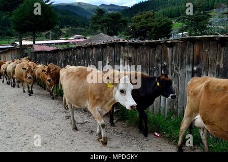 Vache de la traite dans la région de GRANJA PORCON - coopérative évangélique - département de Cajamarca au Pérou. Banque D'Images