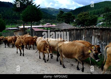 Vache de la traite dans la région de GRANJA PORCON - coopérative évangélique - département de Cajamarca au Pérou. Banque D'Images