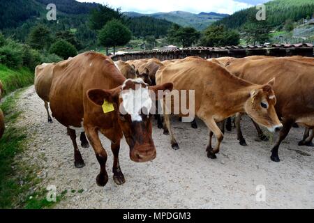 Vache de la traite dans la région de GRANJA PORCON - coopérative évangélique - département de Cajamarca au Pérou. Banque D'Images