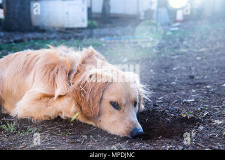Détente chien après avoir creusé un trou Banque D'Images