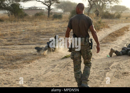 Un soldat des opérations spéciales belge observe les soldats nigériens comme ils répètent petite unité tactique pendant l'exercice Flintlock 2017 à Diffa, Niger, le 3 mars 2017. Flintlock est un exercice annuel d'opérations spéciales visant à accroître la capacité militaire des pays partenaires partout en Amérique du Nord et en Afrique de l'Ouest. (Photo prise par le sergent de l'armée américaine. 1re classe Christopher C. Klutts) Banque D'Images