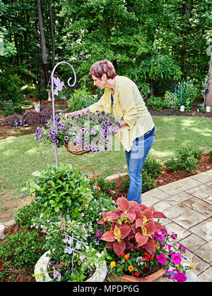 Femme mature qui tend à son jardinier plante suspendue colorés plein de fleurs violettes, tous partie de son jardin. Banque D'Images