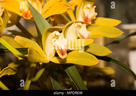 Cymbidium lowianum Banque D'Images