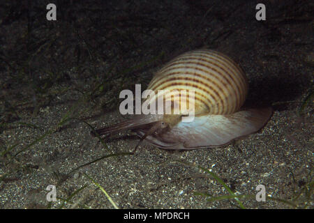 Escargot de mer. Photo a été prise à Anilao, Philippines Banque D'Images