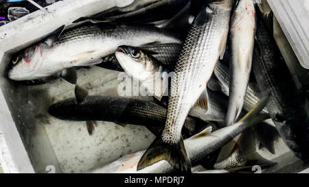 Mulet (Poisson) dans la boîte en polystyrène Kefal. concept de fruits de mer. Banque D'Images