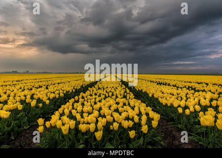 Champ de tulipes jaunes sous un ciel d'orage Banque D'Images