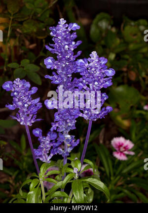 Épis de fleurs bleu / violet et vert feuilles de Salvia farinacea 'allyfun', une plante vivace sur fond sombre Banque D'Images