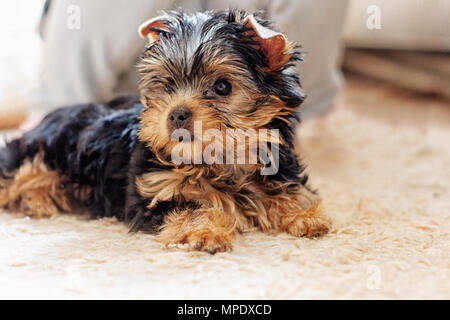 Chiot yorkshire terrier 2 mois allongé sur le tapis Banque D'Images