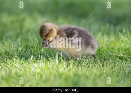 Oie cendrée Gosling assis sur l'herbe, Close up Banque D'Images