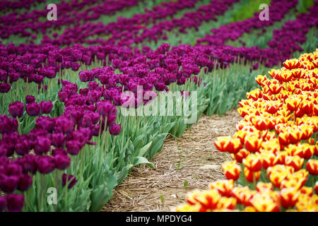 Laval,Canada,mai22,2018.Rangées de tulipes violet dans une pépinière de fleurs. Credit:Mario Beauregard/Alamy Live News Banque D'Images