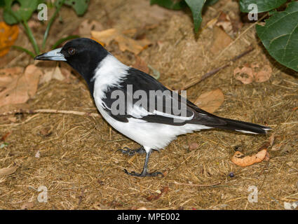 Australian pied butcherbird, Cracticus nigrogularis, sur le terrain avec l'expression d'alerte, en zone urbaine de Queensland Banque D'Images