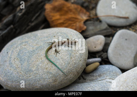 Un petit lézard tacheté brun vert avec queue, couché sur la mer de cailloux, macro, close-up Banque D'Images