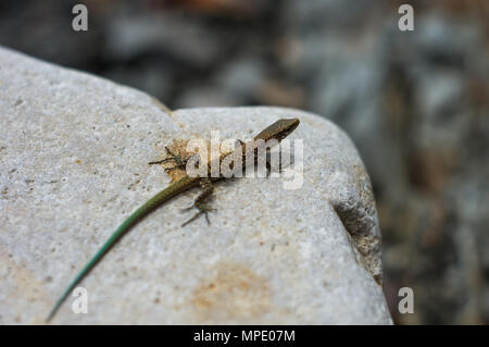 Un petit lézard tacheté brun vert avec queue, couché sur la mer de cailloux, macro, close-up Banque D'Images