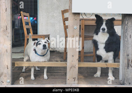 Dans les colliers des chiens derrière un grillage de séparation métallique dans un animal récepteur. Banque D'Images