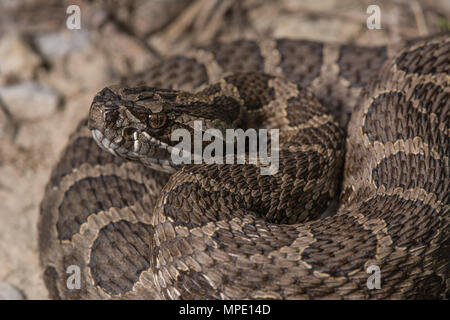 Western Massasauga (Sistrurus tergeminus) de Pawnee Comté, Nebraska, USA. Banque D'Images
