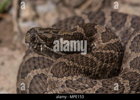 Western Massasauga (Sistrurus tergeminus) de Pawnee Comté, Nebraska, USA. Banque D'Images
