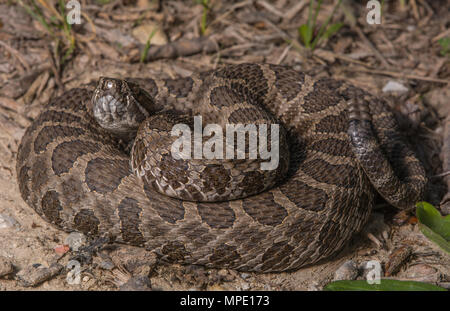 Western Massasauga (Sistrurus tergeminus) de Pawnee Comté, Nebraska, USA. Banque D'Images