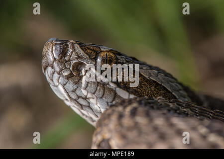 Western Massasauga (Sistrurus tergeminus) de Pawnee Comté, Nebraska, USA. Banque D'Images