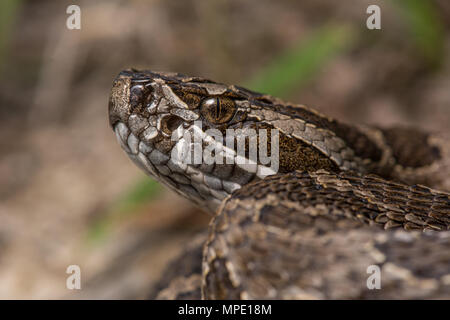 Western Massasauga (Sistrurus tergeminus) de Pawnee Comté, Nebraska, USA. Banque D'Images
