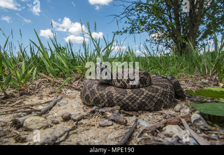 Western Massasauga (Sistrurus tergeminus) de Pawnee Comté, Nebraska, USA. Banque D'Images