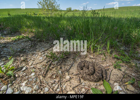 Western Massasauga (Sistrurus tergeminus) de Pawnee Comté, Nebraska, USA. Banque D'Images