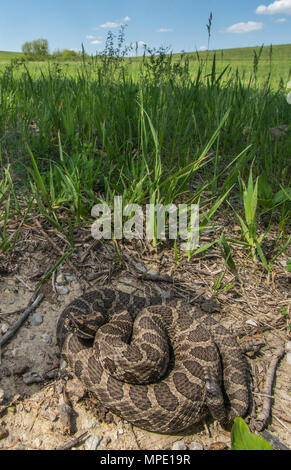 Western Massasauga (Sistrurus tergeminus) de Pawnee Comté, Nebraska, USA. Banque D'Images