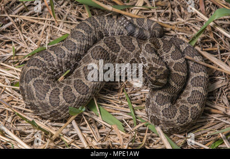 Western Massasauga (Sistrurus tergeminus) de Pawnee Comté, Nebraska, USA. Banque D'Images