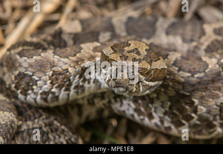 Western Massasauga (Sistrurus tergeminus) de Pawnee Comté, Nebraska, USA. Banque D'Images