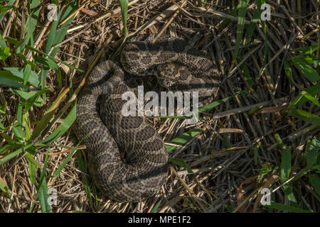 Western Massasauga (Sistrurus tergeminus) de Pawnee Comté, Nebraska, USA. Banque D'Images
