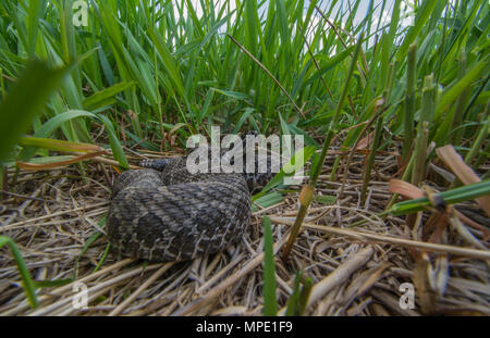 Western Massasauga (Sistrurus tergeminus) de Pawnee Comté, Nebraska, USA. Banque D'Images