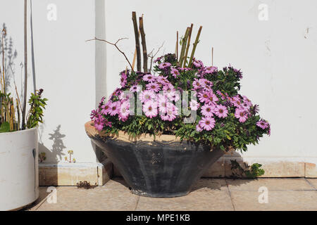 Grand vase en forme de cône brun est brun avec beaucoup de couleur cramoisi sur le mur blanc arrière-plan. Banque D'Images