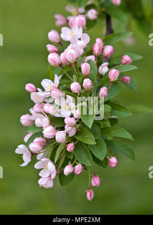 Fleurs de POMMIER - MALUS Banque D'Images
