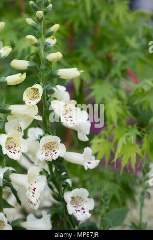 Digitalis purpurea 'Dalmatian Crème. Digitalis purpurea 'Dalmatian Cream'. Foxglove 'Dalmatian Cream' Banque D'Images