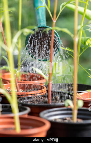 Arroser les jeunes plantes Cosmos bipinnatus dans une serre. UK Banque D'Images