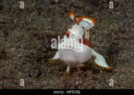 Poisson Grenouille verruqueux (Antennarius maculatus), juvénile. Marcher sur le fond marin. Photo a été prise à Anilao, Philippines Banque D'Images