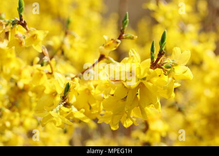 Les fleurs éclatantes de Forsythia x intermedia dans un jardin de printemps, UK Banque D'Images