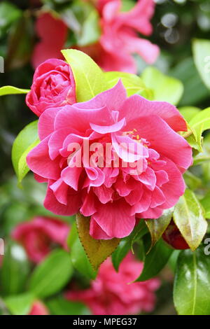 Fleurs de Camellia × williamsii prévision dans un jardin de printemps, UK Banque D'Images