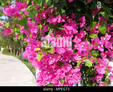 Close up de la belle et dynamique magenta fleurs de bougainvilliers en fleurs Banque D'Images