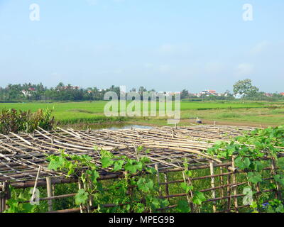 Beau paysage et les vignes de melon sur tonnelle en bambou, des maisons et des agriculteurs qui travaillent dans le domaine dans l'arrière-plan tôt le matin à Hoi An Banque D'Images