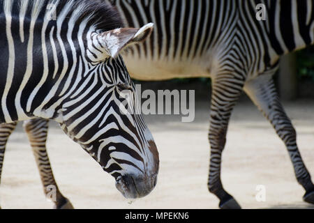 Des zèbres de Grévy (Equus grevyi), également connu sous le nom de l'imperial zebra. Banque D'Images