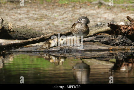 Une femelle Canard mandarin (Aix galericulata) reposant avec son mignon bébé canetons au bord d'un lac avec leurs réflexions montrant dans l'eau. Banque D'Images