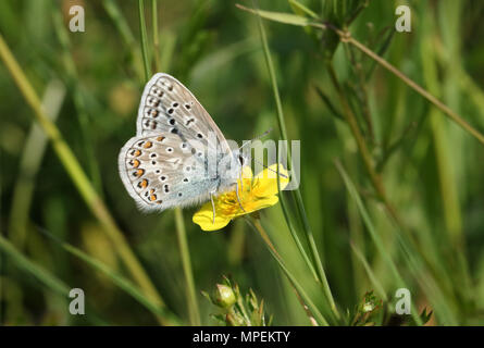 Un superbe papillon bleu commun mâle (Polyommatus icarus) nectar sur une fleur jaune. Banque D'Images