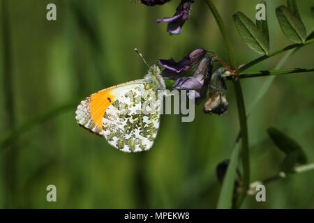 Un beau mâle Orange Tip Papillon (Anthocharis cardamines) de nectar sur une fleur. Banque D'Images